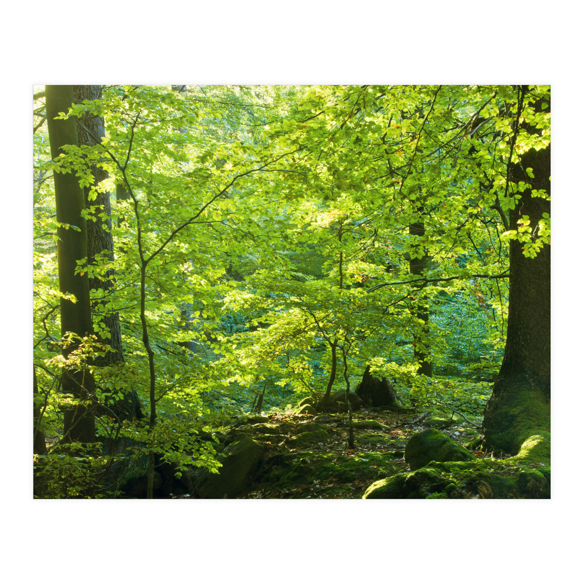 Spring Forrest (Print Only)