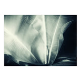 botanical 1 (Print Only) thumbnail