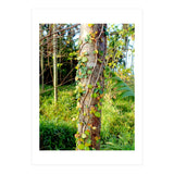 Vine (Print Only) thumbnail