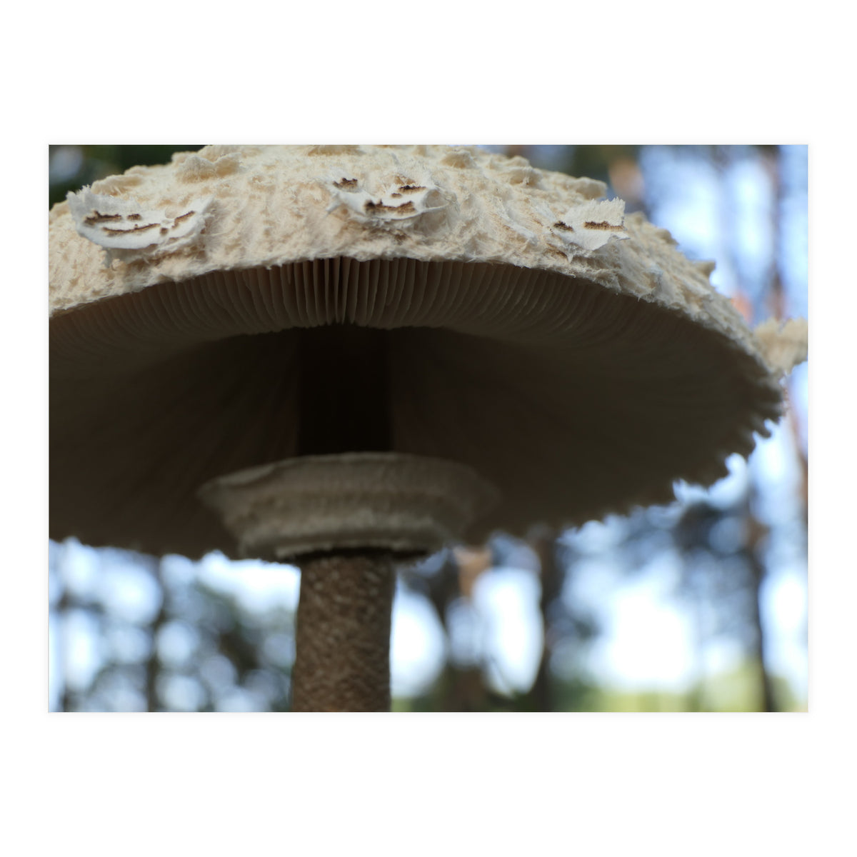 Shelter In The Woods (Print Only)