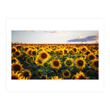 Summer Sunflowers (Print Only) thumbnail