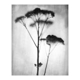 Sedum (Print Only) thumbnail