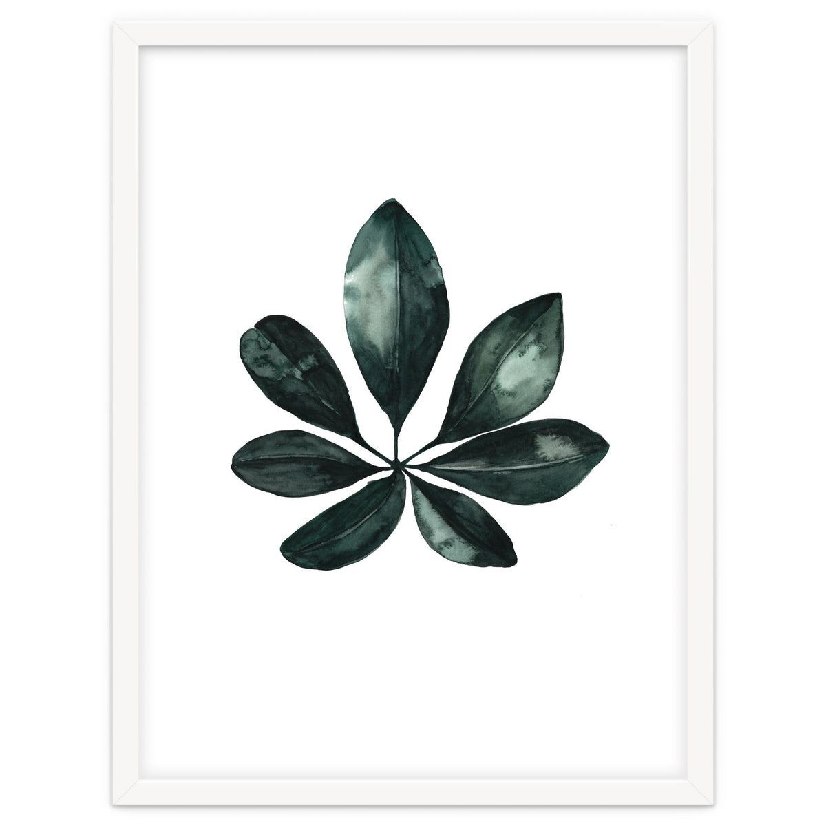 Botanical Illustration Arboricola Schefflera