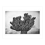 Cut down tree top (Print Only) thumbnail