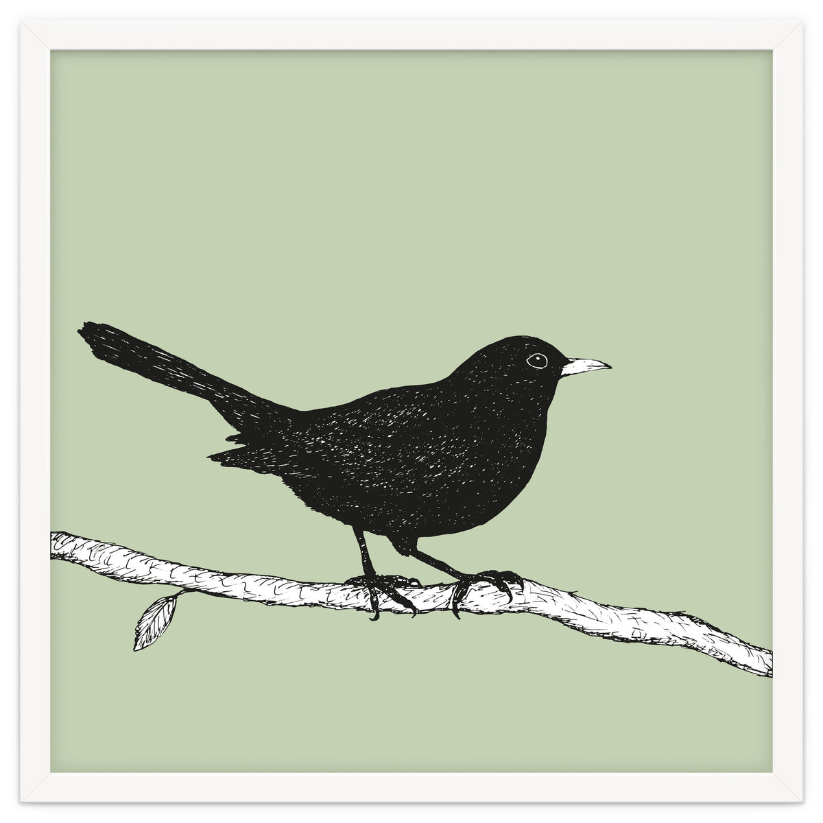 Blackbird pen drawing