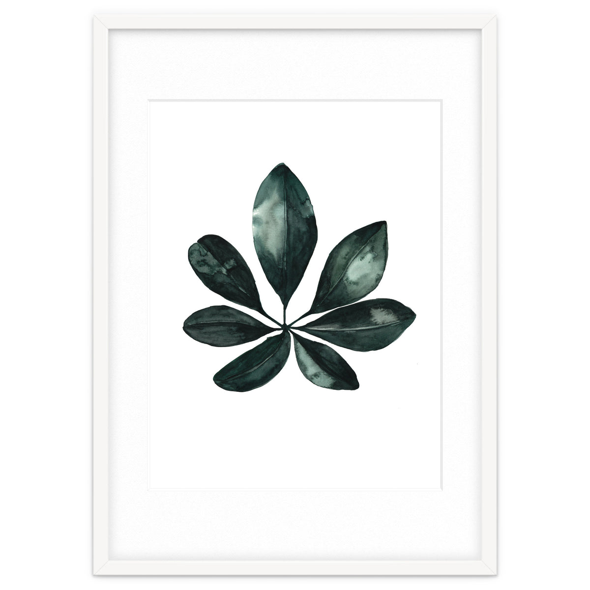 Botanical Illustration Arboricola Schefflera