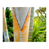 Palm V (Print Only) thumbnail