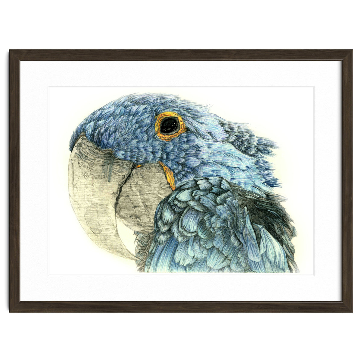 Blue Parrot