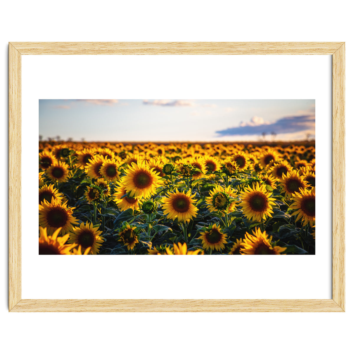 Summer Sunflowers