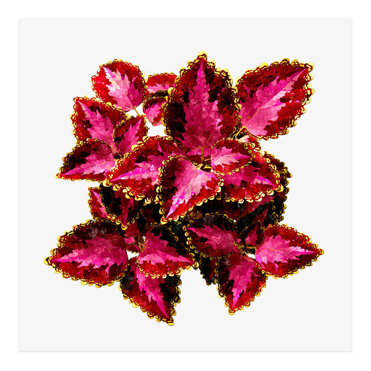 Indian Coleus (Print Only)