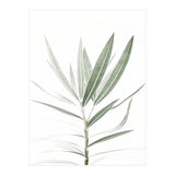 Foliage (Print Only) thumbnail
