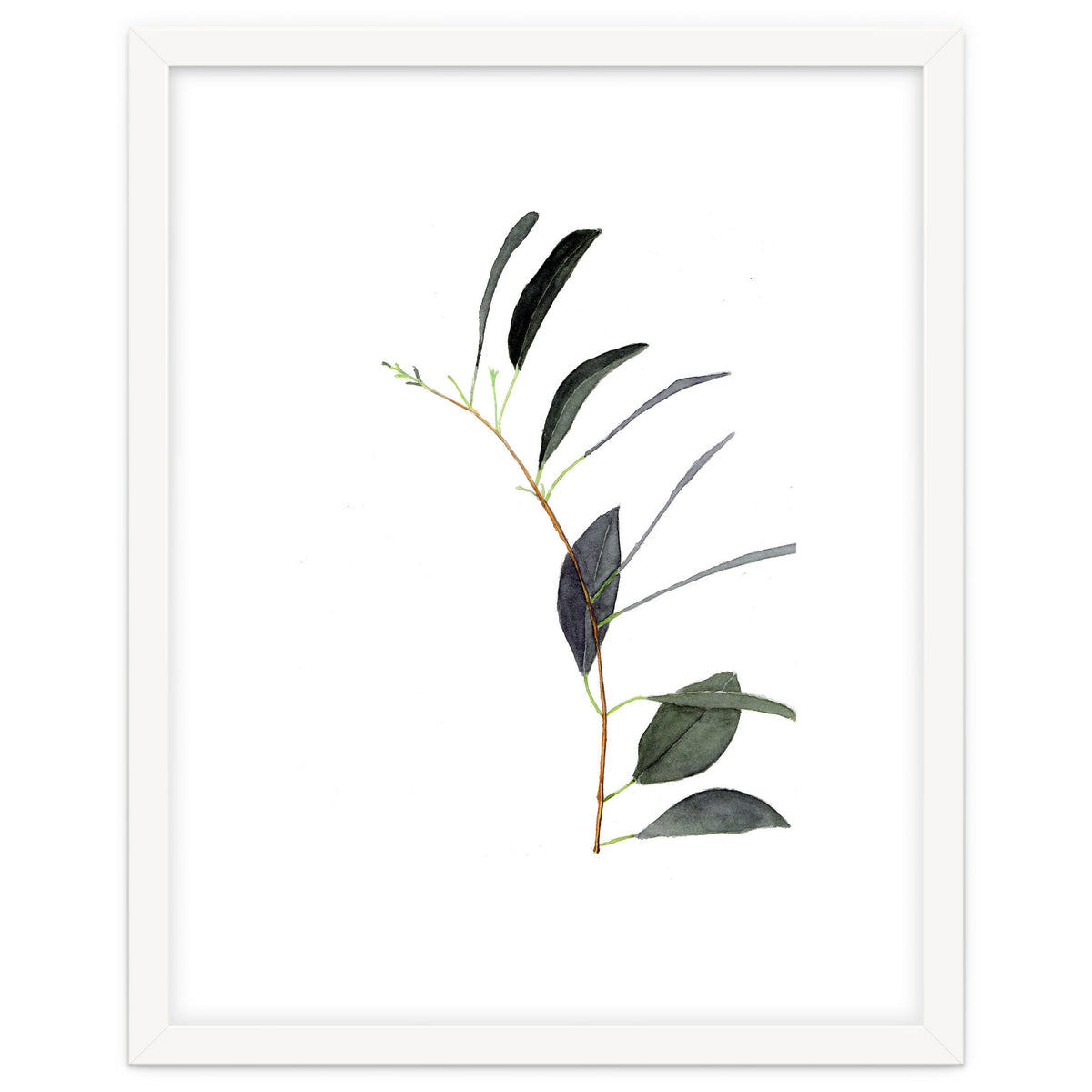 Untitled #14 - Eucalyptus