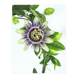 Passion Flower (Print Only) thumbnail