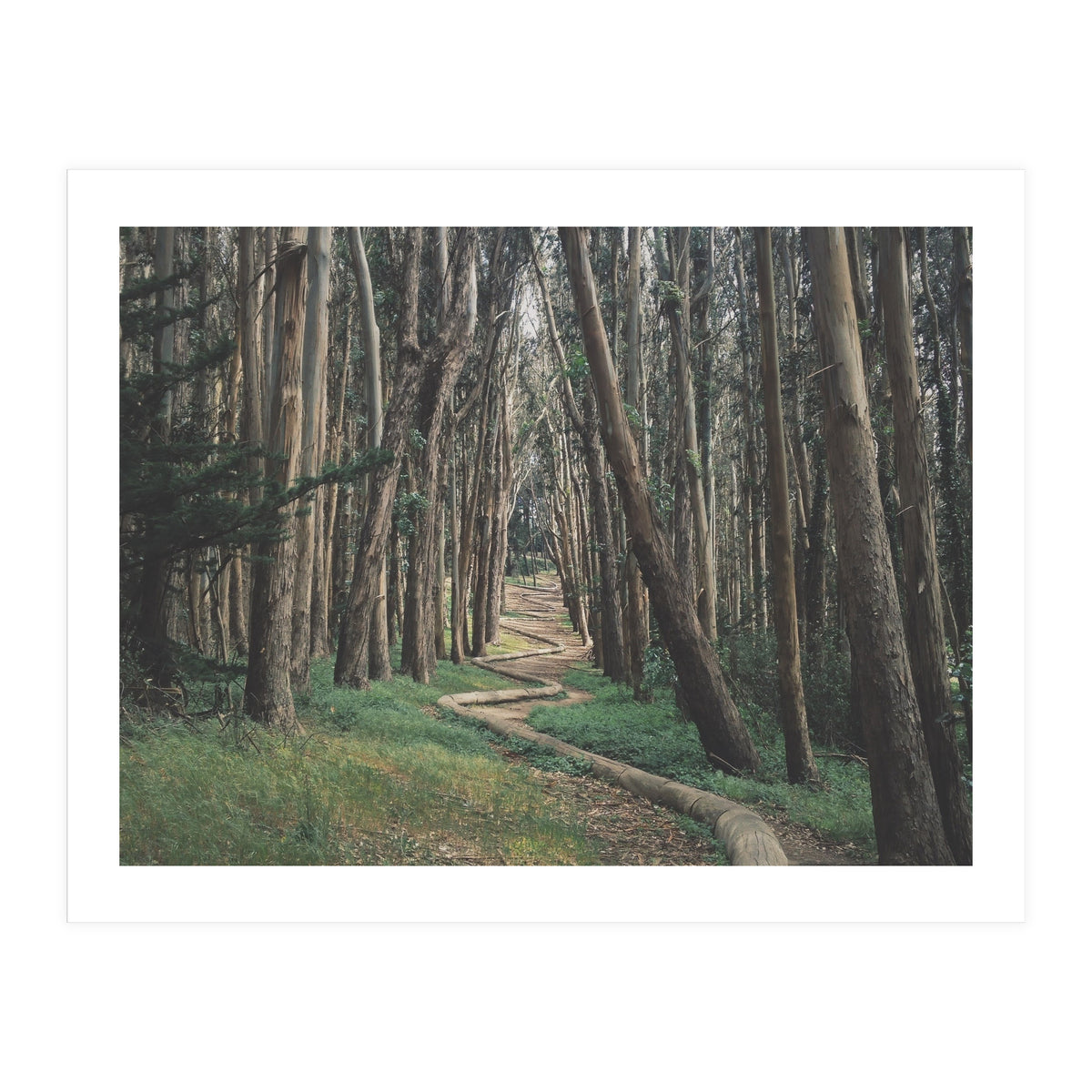 The Wood Line II (Print Only)