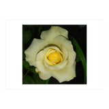 Blooming White Rose (Print Only) thumbnail
