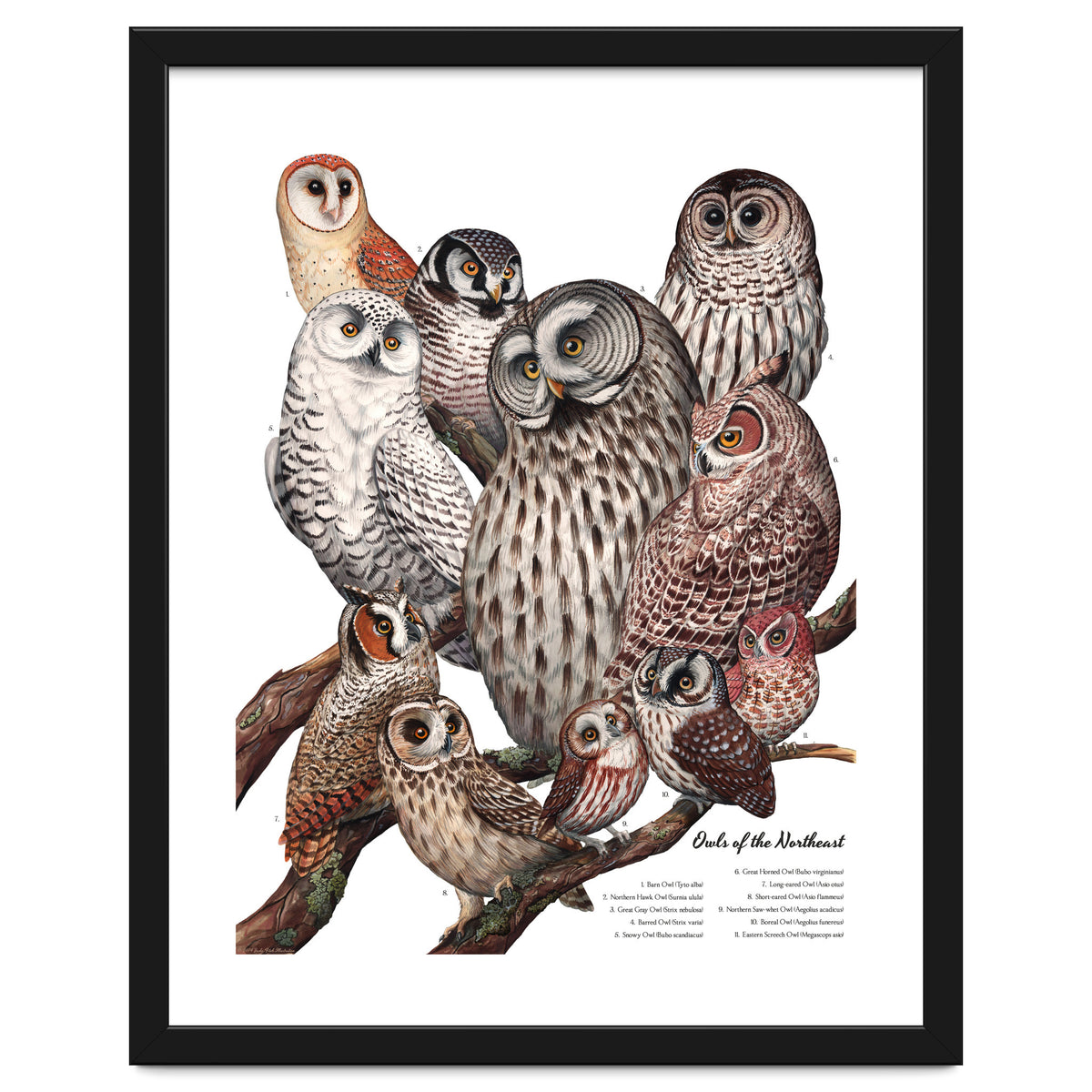 Owls Of The Northeast