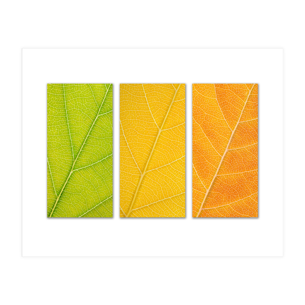 Autumn Leaves (Print Only)