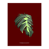 Predator (Print Only) thumbnail