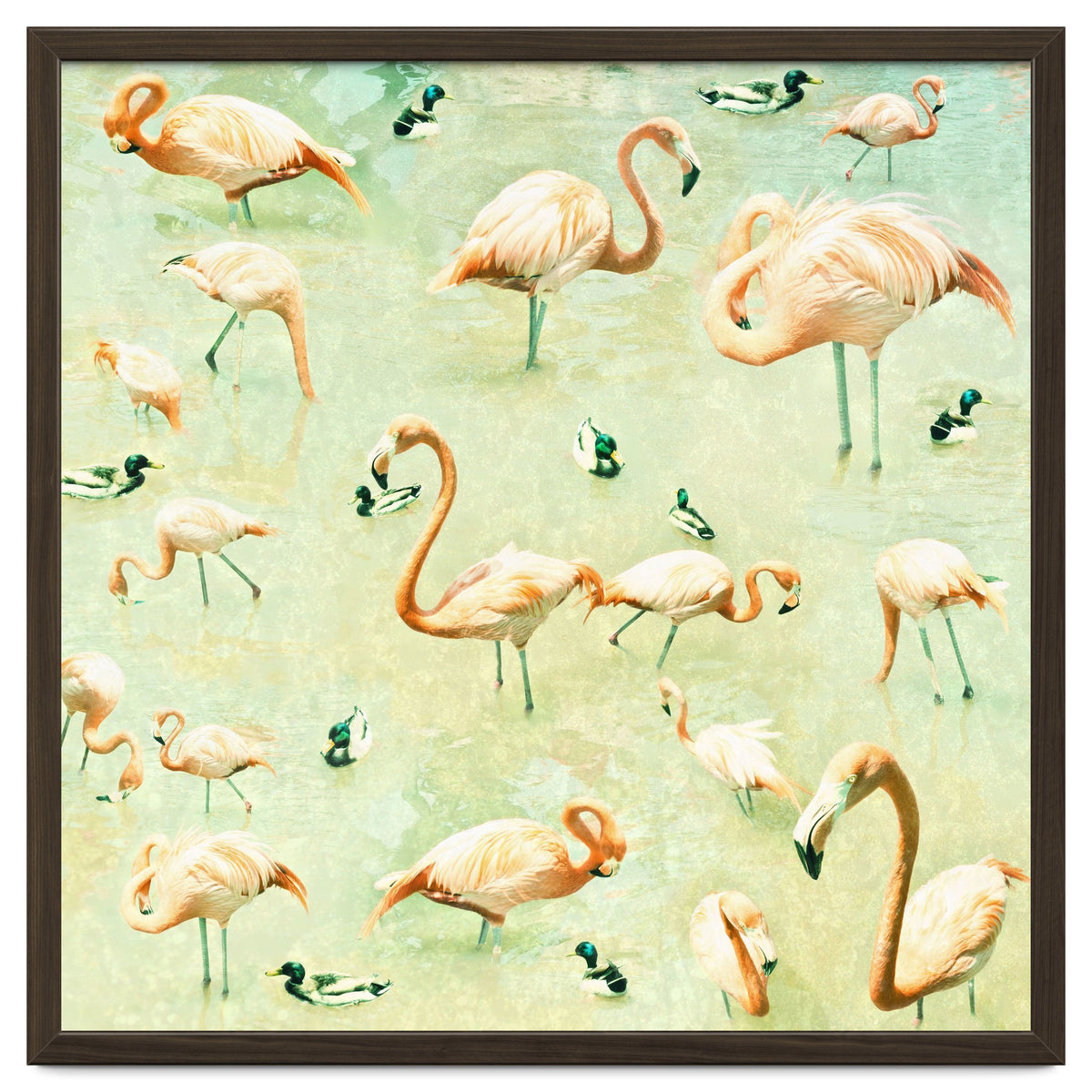 Flamingos