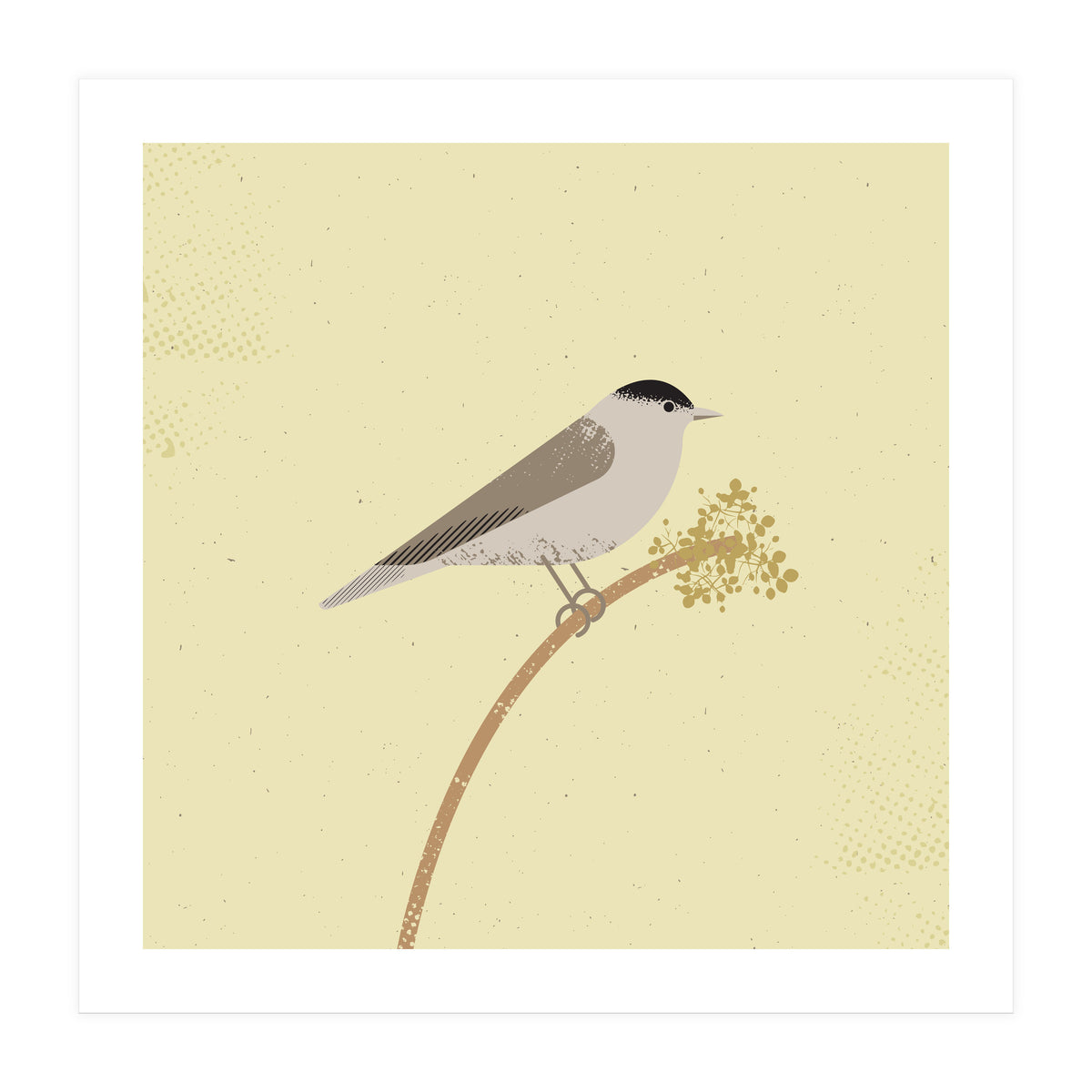Blackcap  (Print Only)