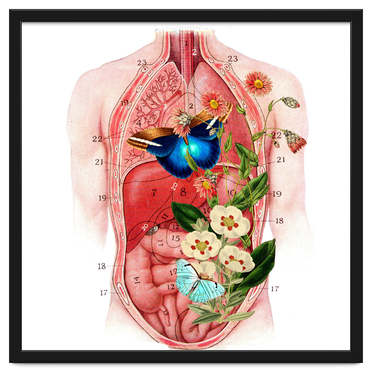 Butterflys In The Belly Makes Flower Grows