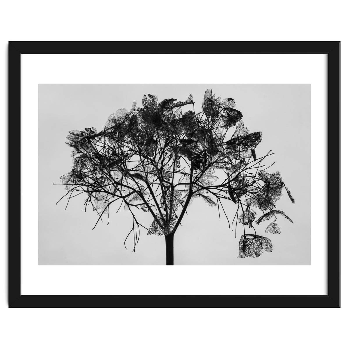 Hydrangea flower head