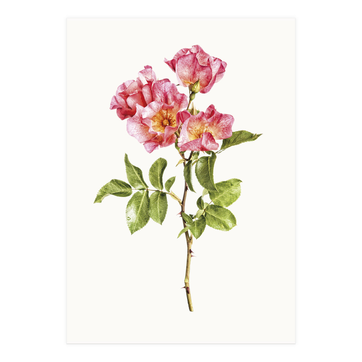 Cc Roses 02 (Print Only)