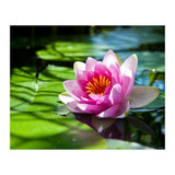 Waterlilie (Print Only) thumbnail