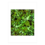 In Disguise (Print Only) thumbnail
