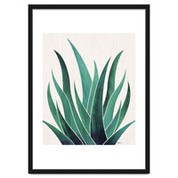 Desert Agave