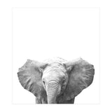 Black and White Baby Elephant  (Print Only) thumbnail