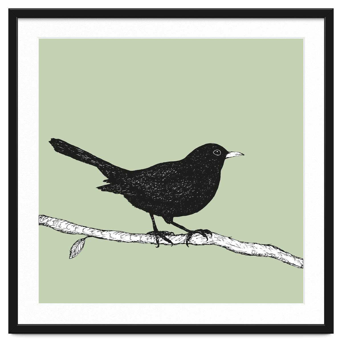 Blackbird pen drawing