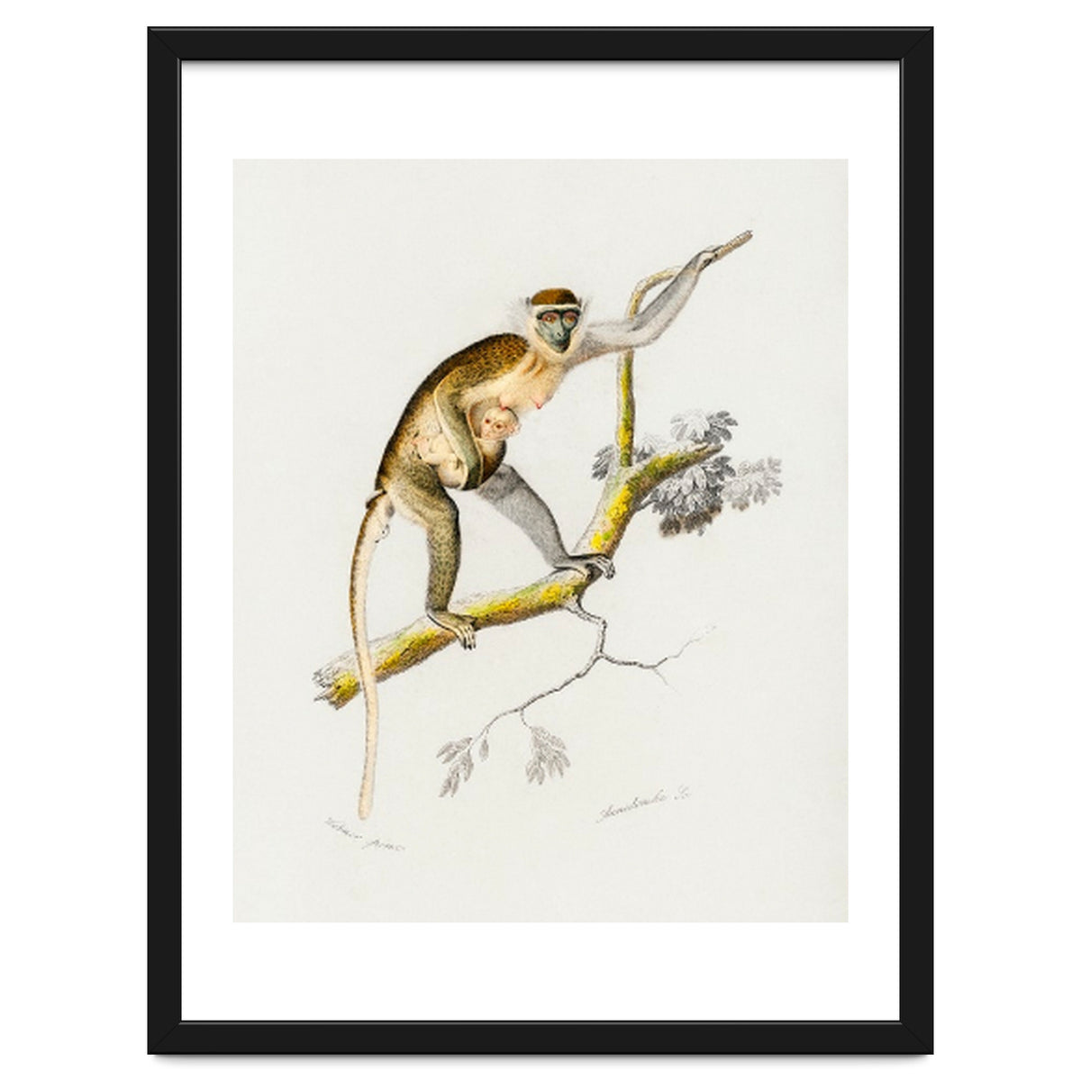 Cercopithecus griseus illustrated