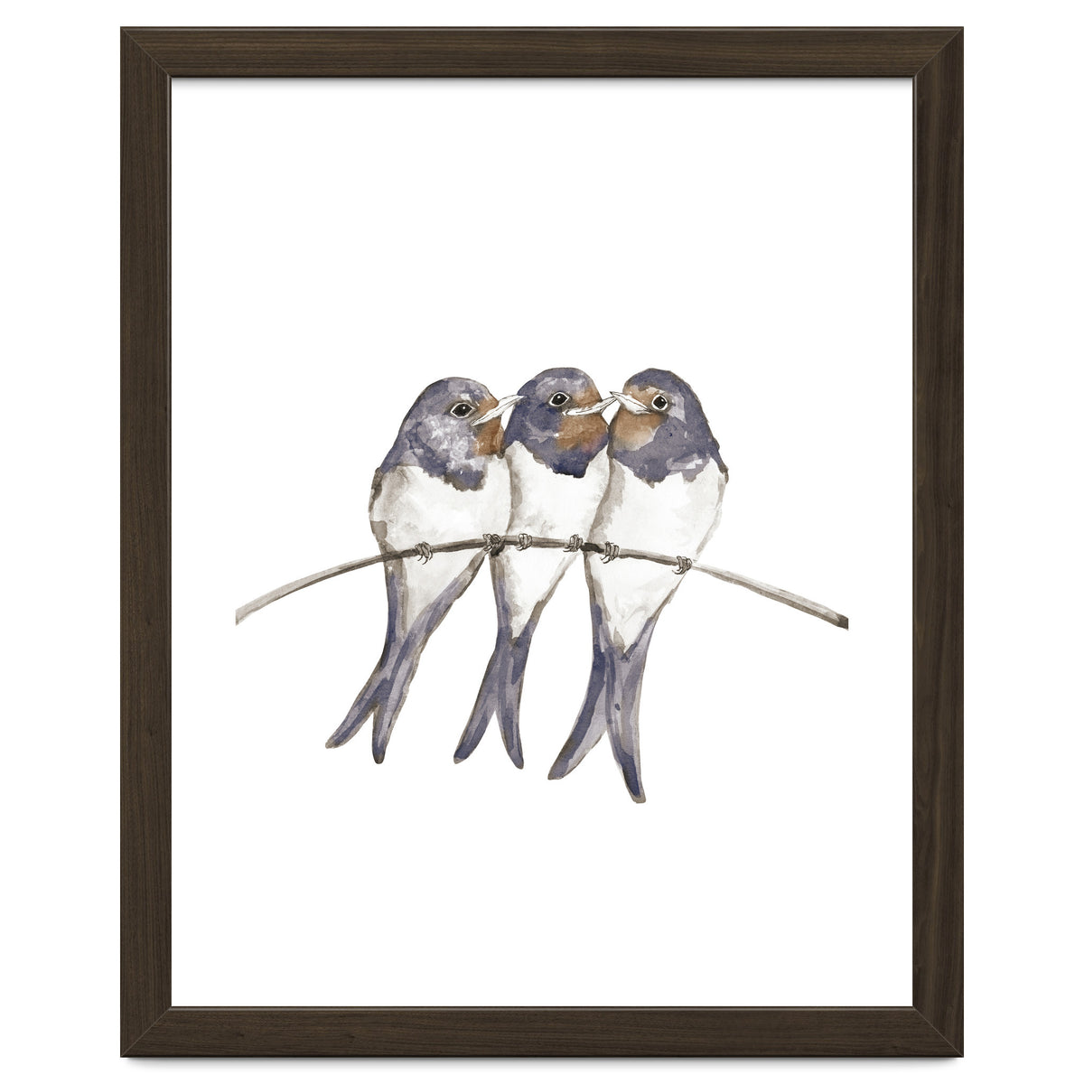 Three young swallows