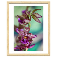 Orchidee Flower
