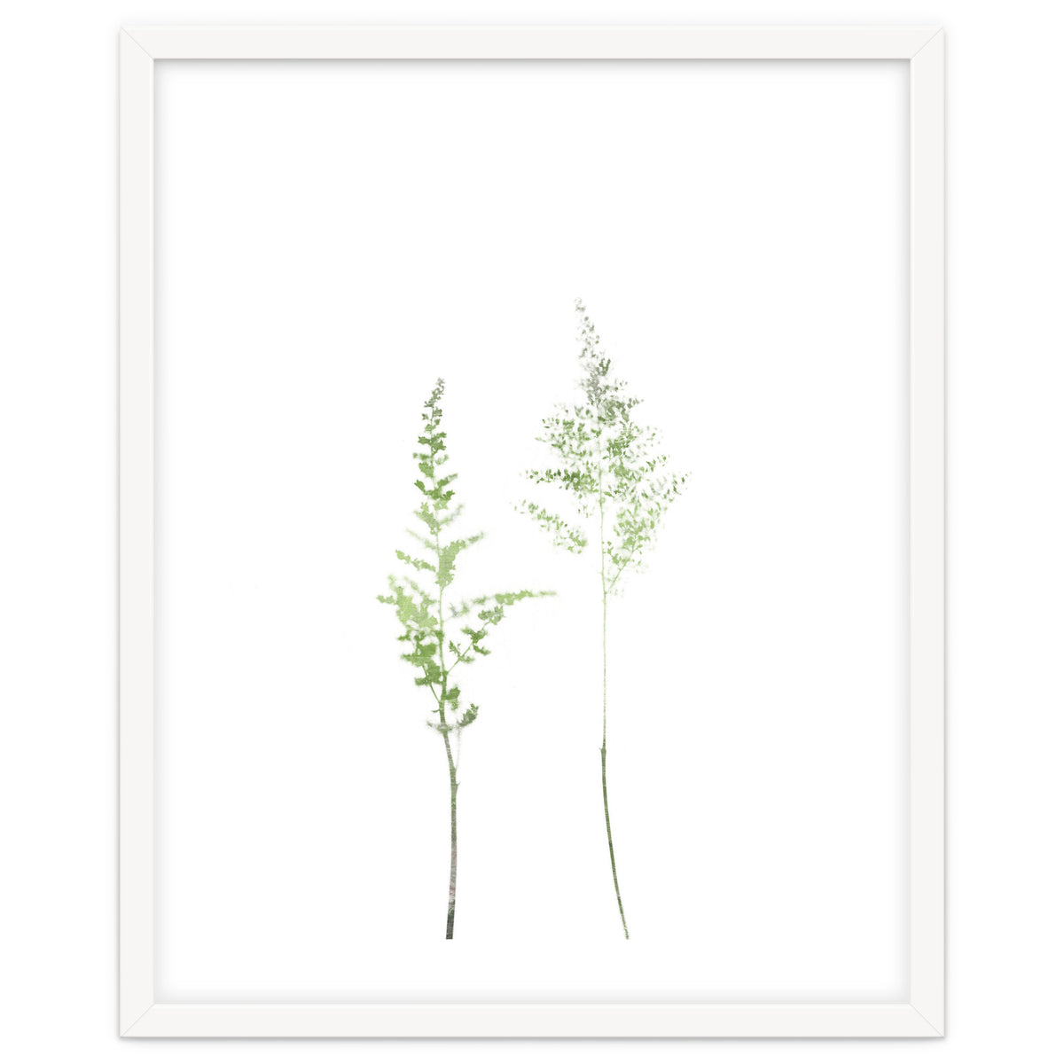 Olive Green Astilbe