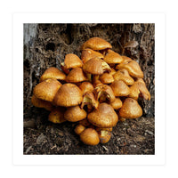 Tree Fungi  (Print Only)
