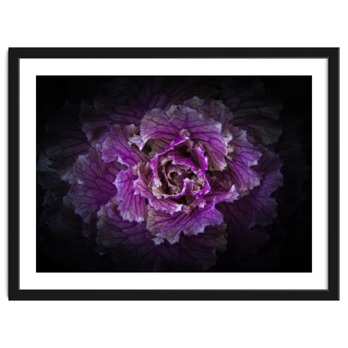 Backyard Flowers No 42 Color Version