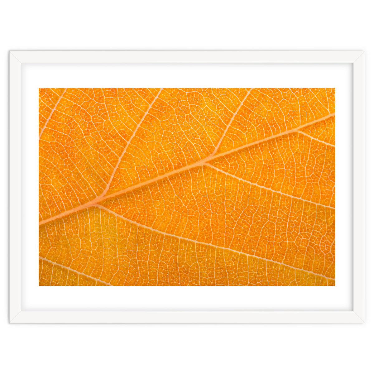 Autumn Leaf
