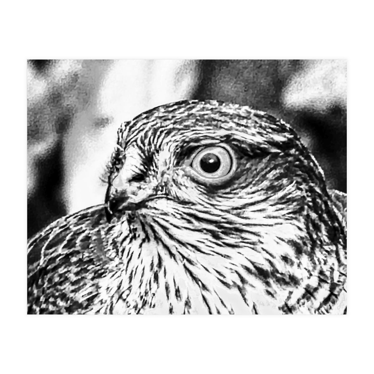 Peregrine  (Print Only)
