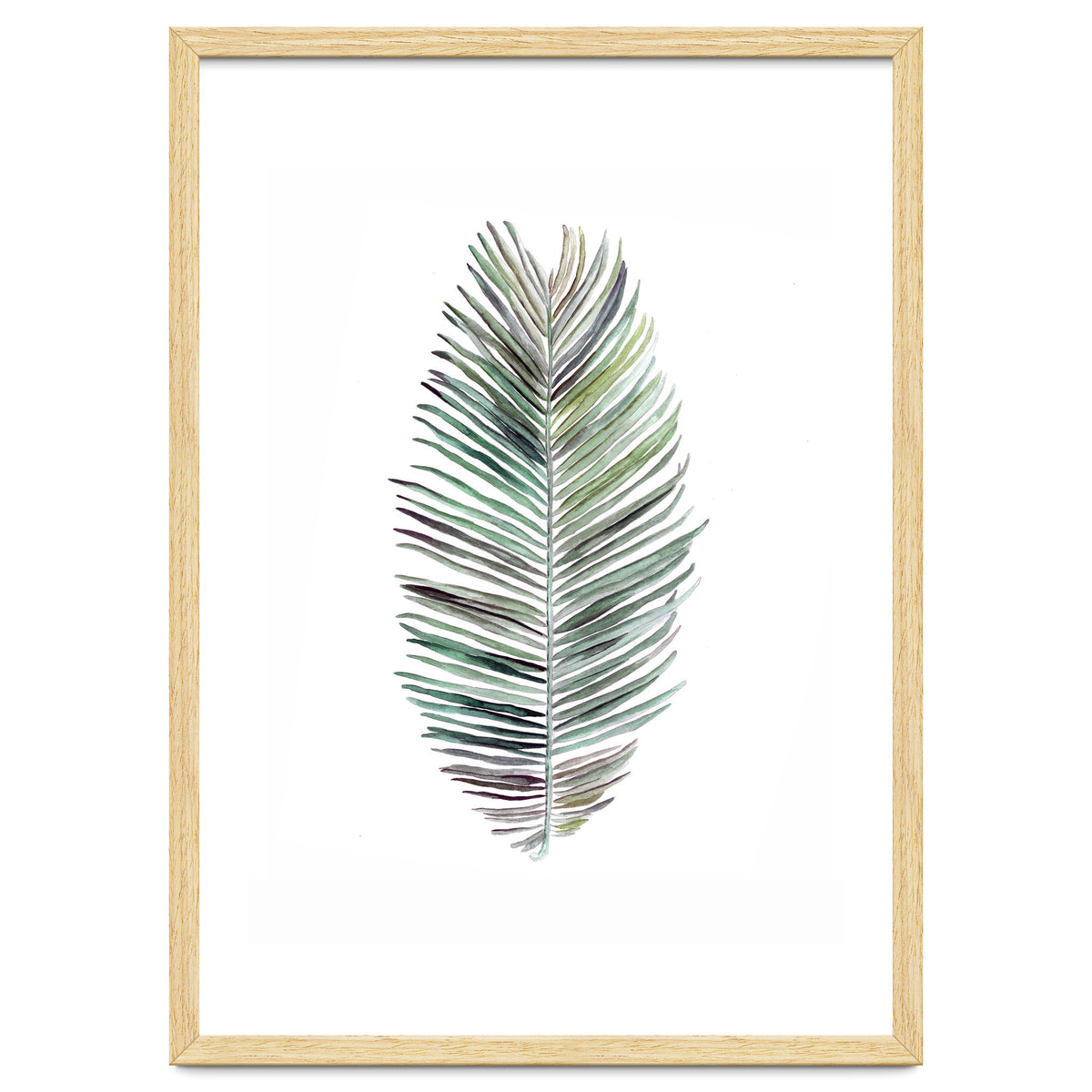 Botanical Illustration Cocos Palm