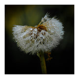 Dandelion with Raindrops (Print Only) thumbnail