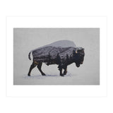 The American Bison (Print Only) thumbnail