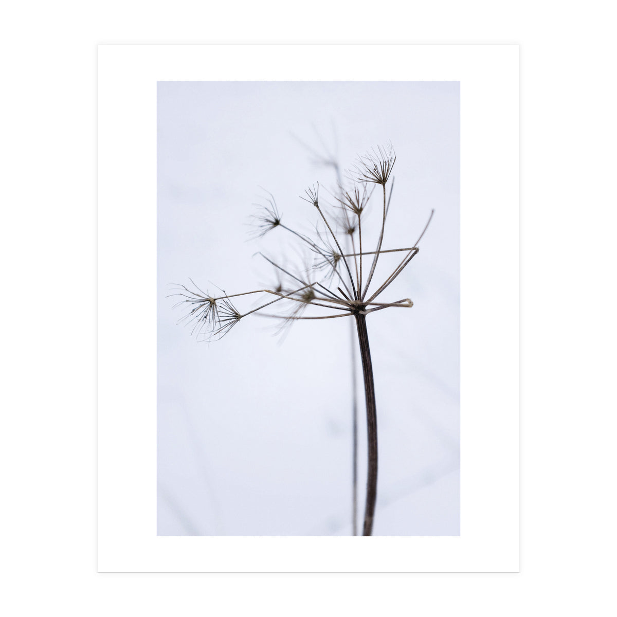 Wildflower in Winter (Print Only)