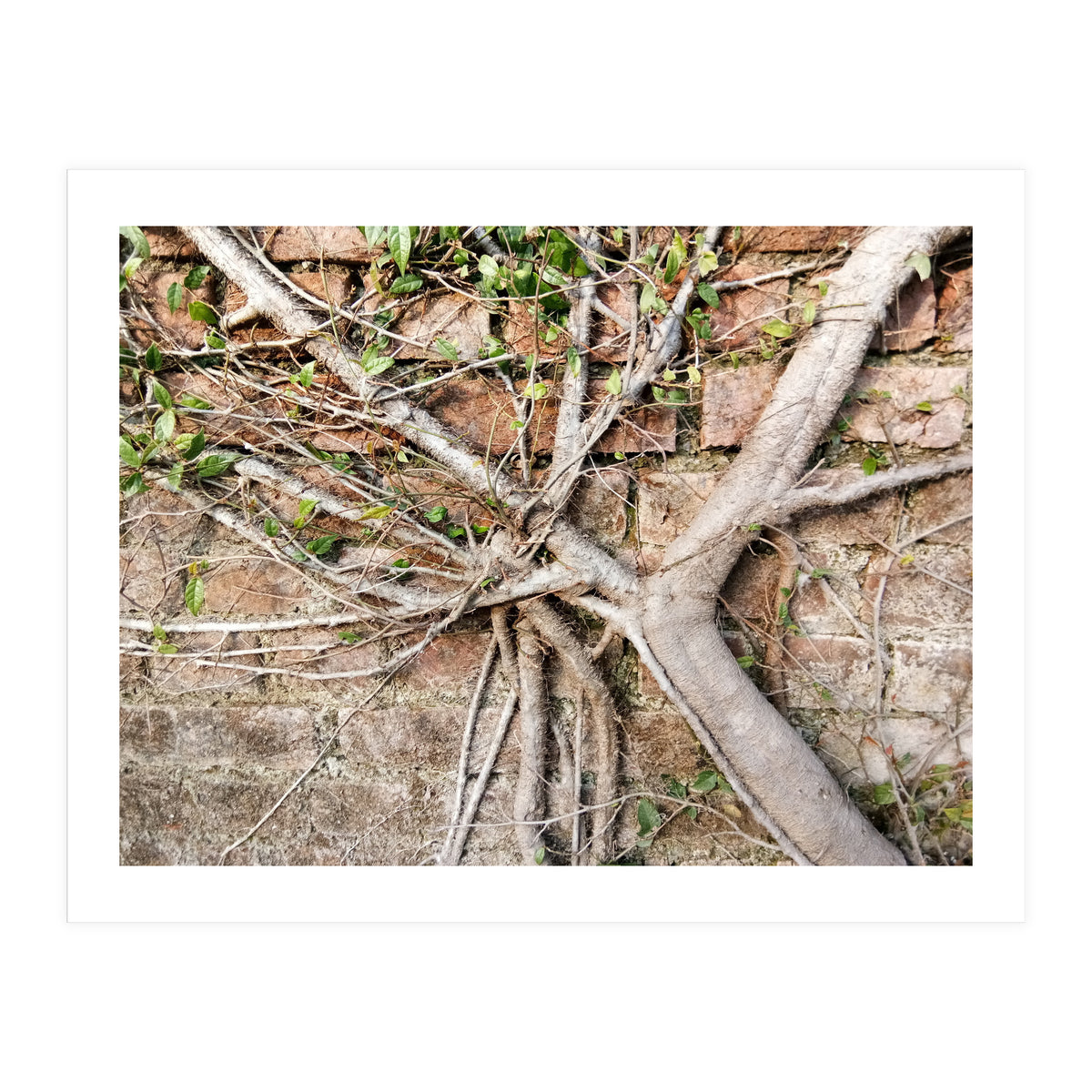 Roots (Print Only)