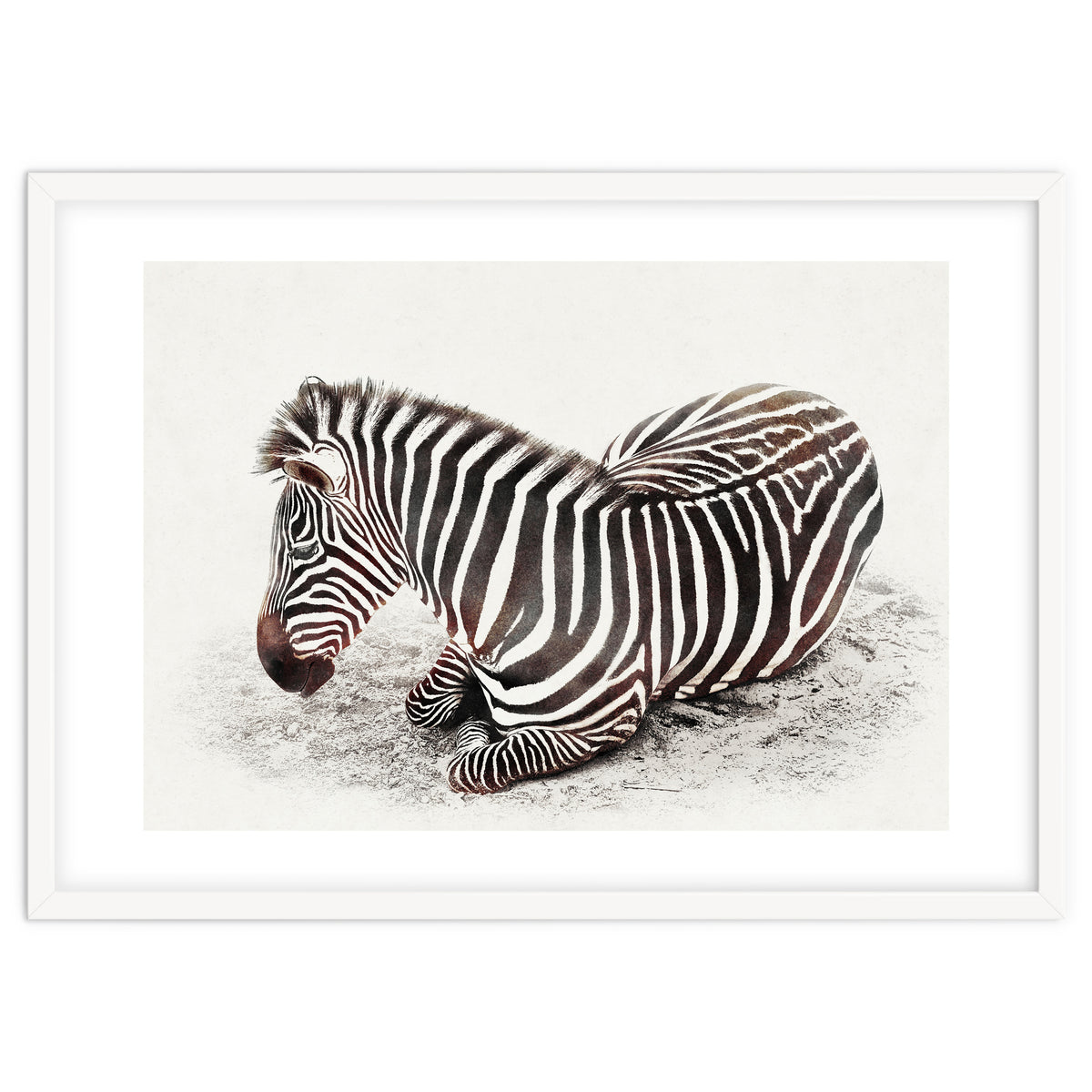 Zebra