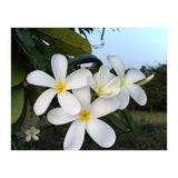 Frangipani (Print Only) thumbnail