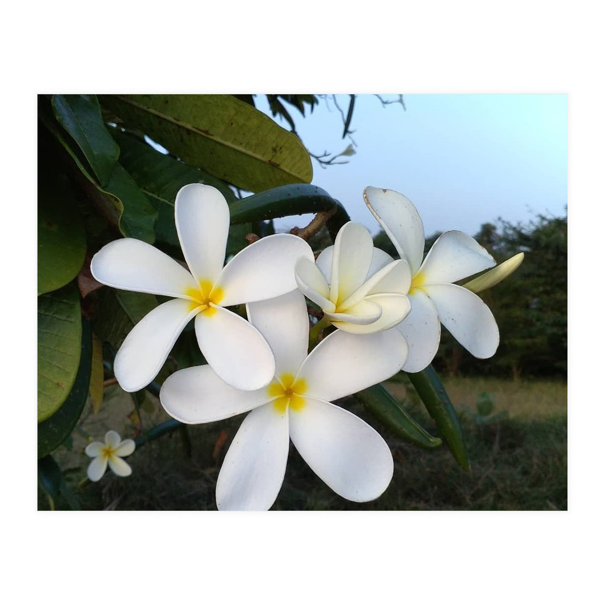 Frangipani (Print Only)