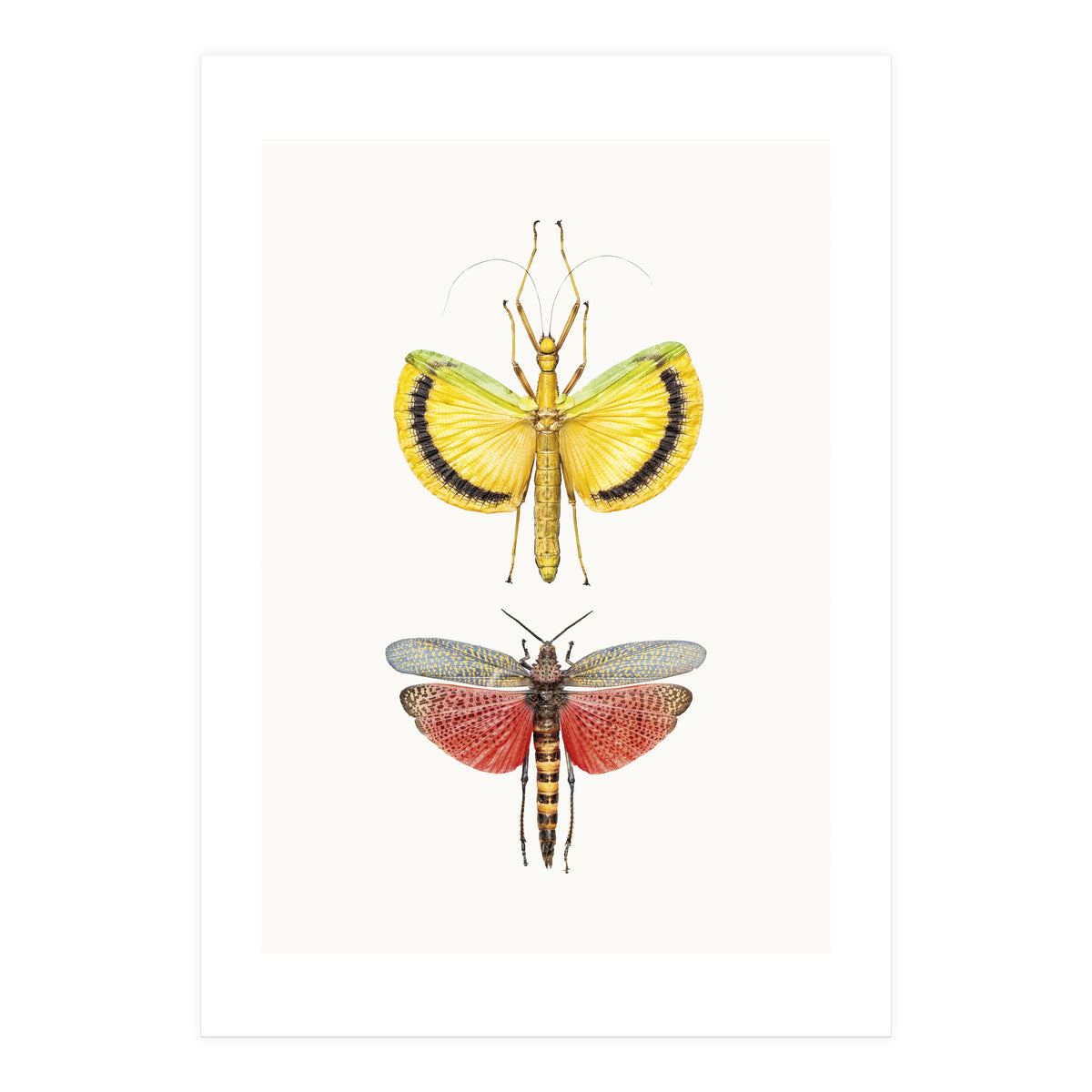 Cc Insects 08 (Print Only)