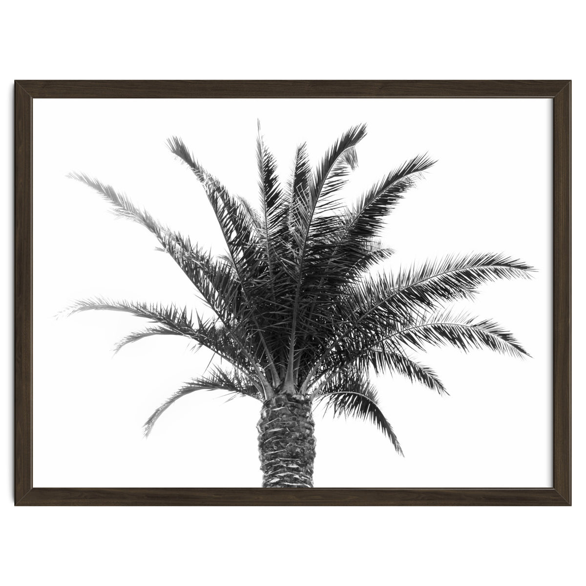 Palm Tree